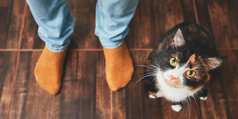 Overhead view of calico cat staring up at camera beside person wearing ocher socks.