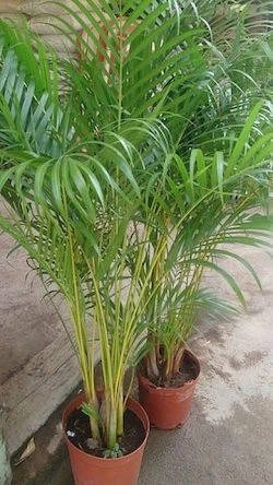 The Areca Palm