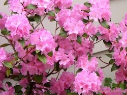 Azalea