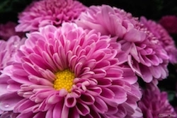 Chrysanthemum flowers