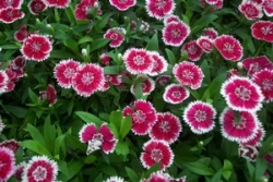 Dianthus flowers