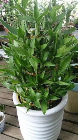 Dracaena plant