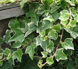 English Ivy