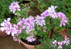 Scented Geranium