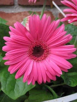 Gerber Daisy