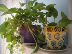 Golden Pothos