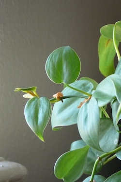 Heartleaf Philodendron