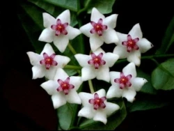 Hoya flowers