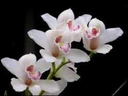 Orchids