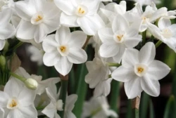 Paperwhites