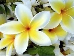 Plumeria